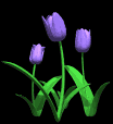 tulips_blue_lg_blk
